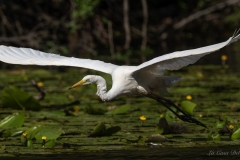 Grande Aigrette prenant son envol au-dessus des nénuphars au Gèvre à Nantes