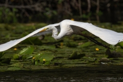 Grande Aigrette en vol au-dessus des nénuphars au Gèvre à Nantes