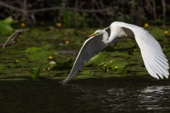 Grande Aigrette en vol au-dessus des nénuphars au Gèvre à Nantes