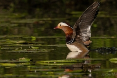 Canard mandarin