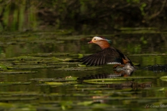Canard mandarin