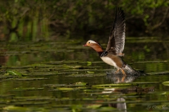 Canard mandarin