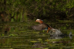 Canard mandarin