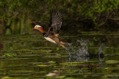 Canard mandarin