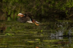 Canard mandarin