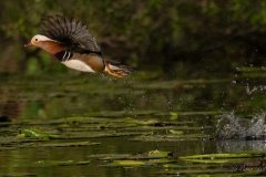 Canard mandarin