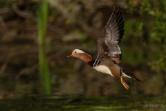 Canard mandarin