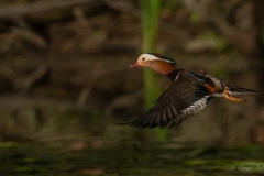 Canard mandarin