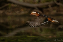 Canard mandarin
