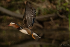 Canard mandarin