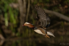 Canard mandarin