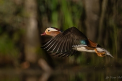 Canard mandarin