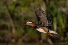 Canard mandarin