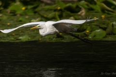 Grande Aigrette prenant son envol au-dessus des nénuphars au Gèvre à Nantes