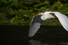 Grande Aigrette en vol au-dessus des nénuphars au Gèvre à Nantes