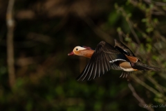 Canard mandarin