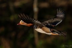 Canard mandarin