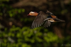 Canard mandarin