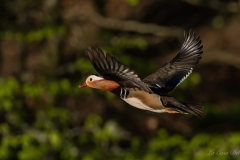 Canard mandarin