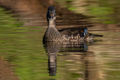 Canard mandarin