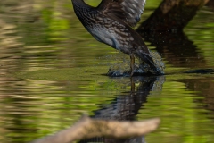 Canard mandarin