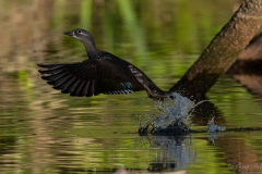 Canard mandarin