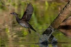 Canard mandarin