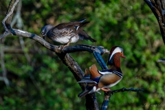 Canard mandarin