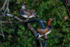 Canard mandarin