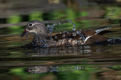 Canard mandarin
