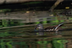 Canard mandarin