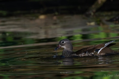 Canard mandarin