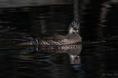 Canard mandarin