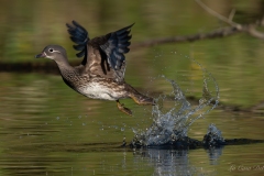 Canard mandarin