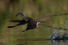 Canard mandarin