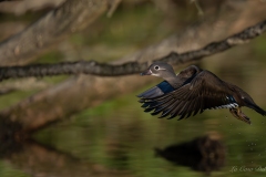 Canard mandarin