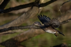 Canard mandarin