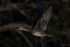 Canard mandarin