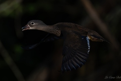 Canard mandarin