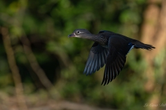 Canard mandarin