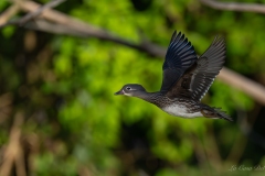 Canard mandarin
