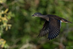 Canard mandarin