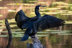 P1045631-Enhanced-NR