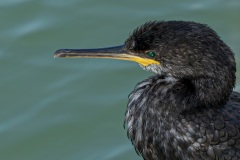 P1170365-Enhanced-NR