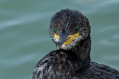 P1170382-Enhanced-NR