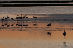 Flamant rose