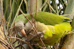 P1217746-Enhanced-NR