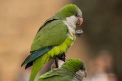 P1217762-Enhanced-NR