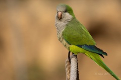 P1217771-Enhanced-NR