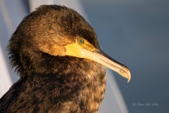 P1219644-Enhanced-NR